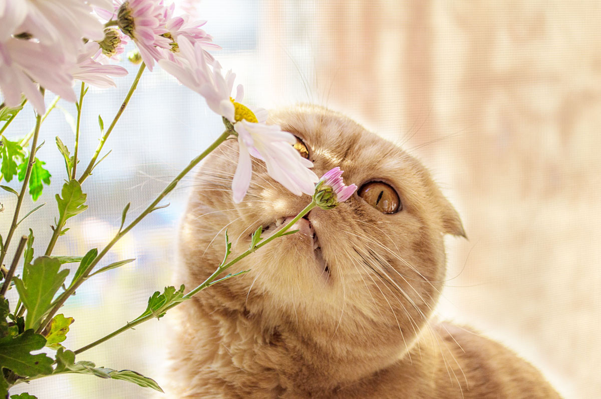 кот нюхает цветы