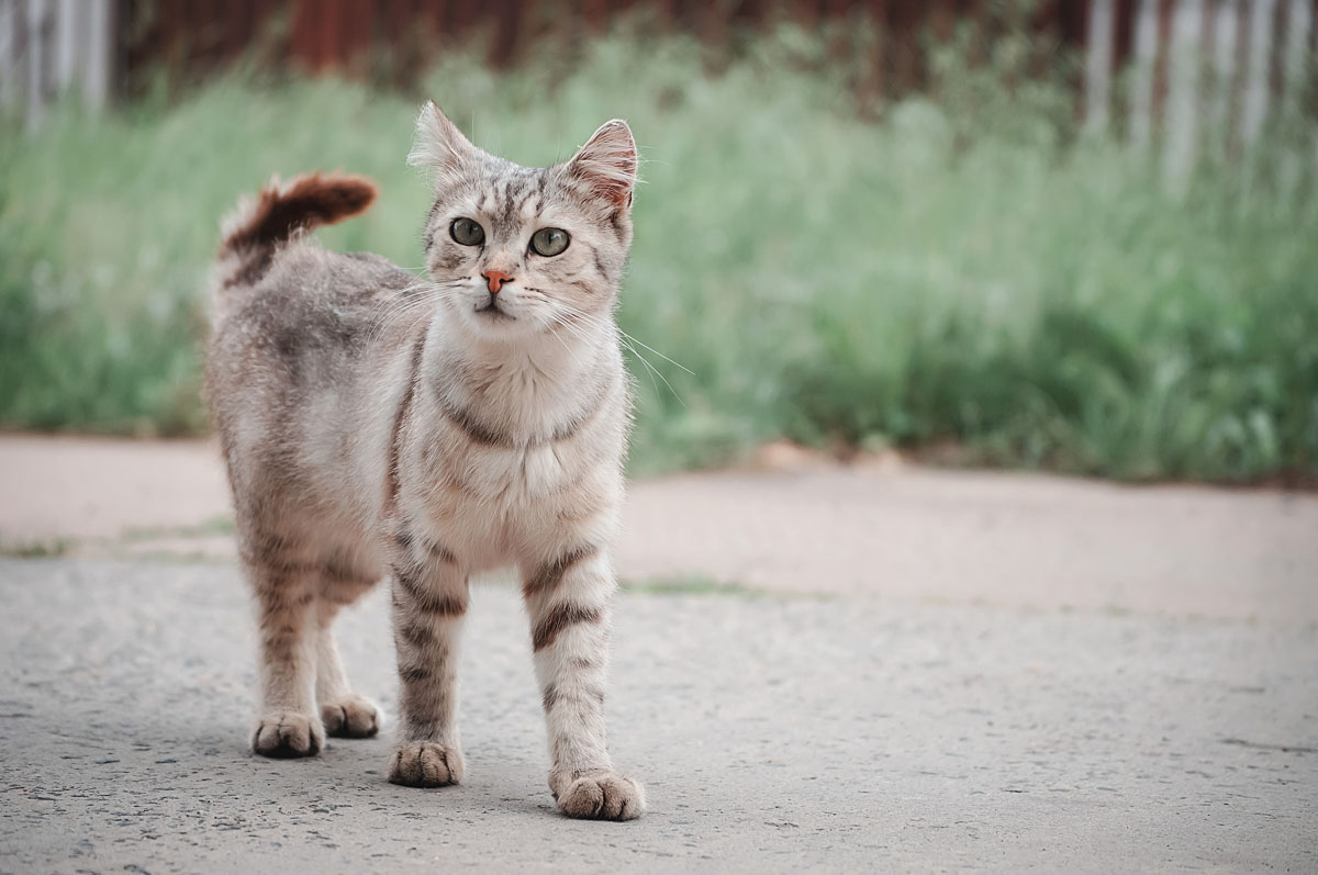бродячий уличный кот красиво