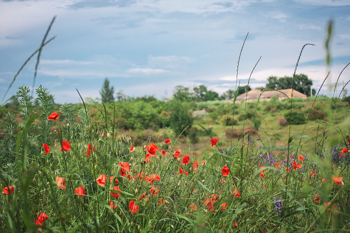 село и маковые цветы