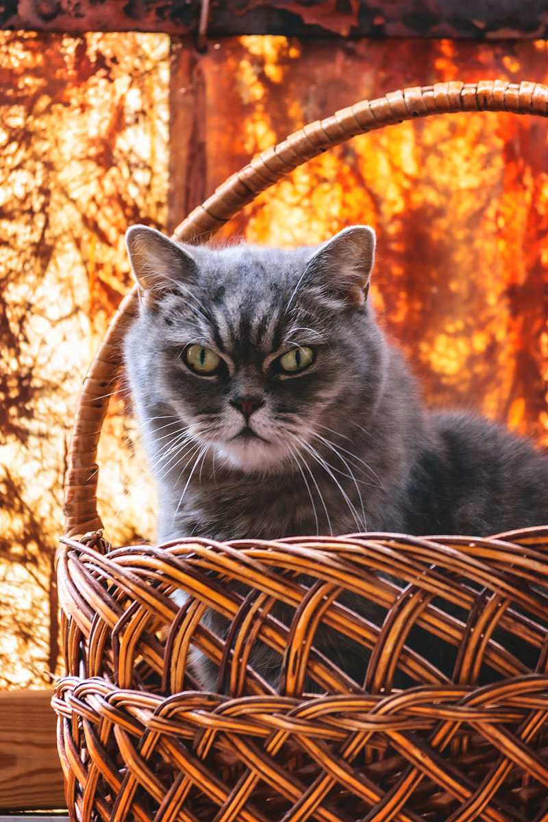 красивый британский кот